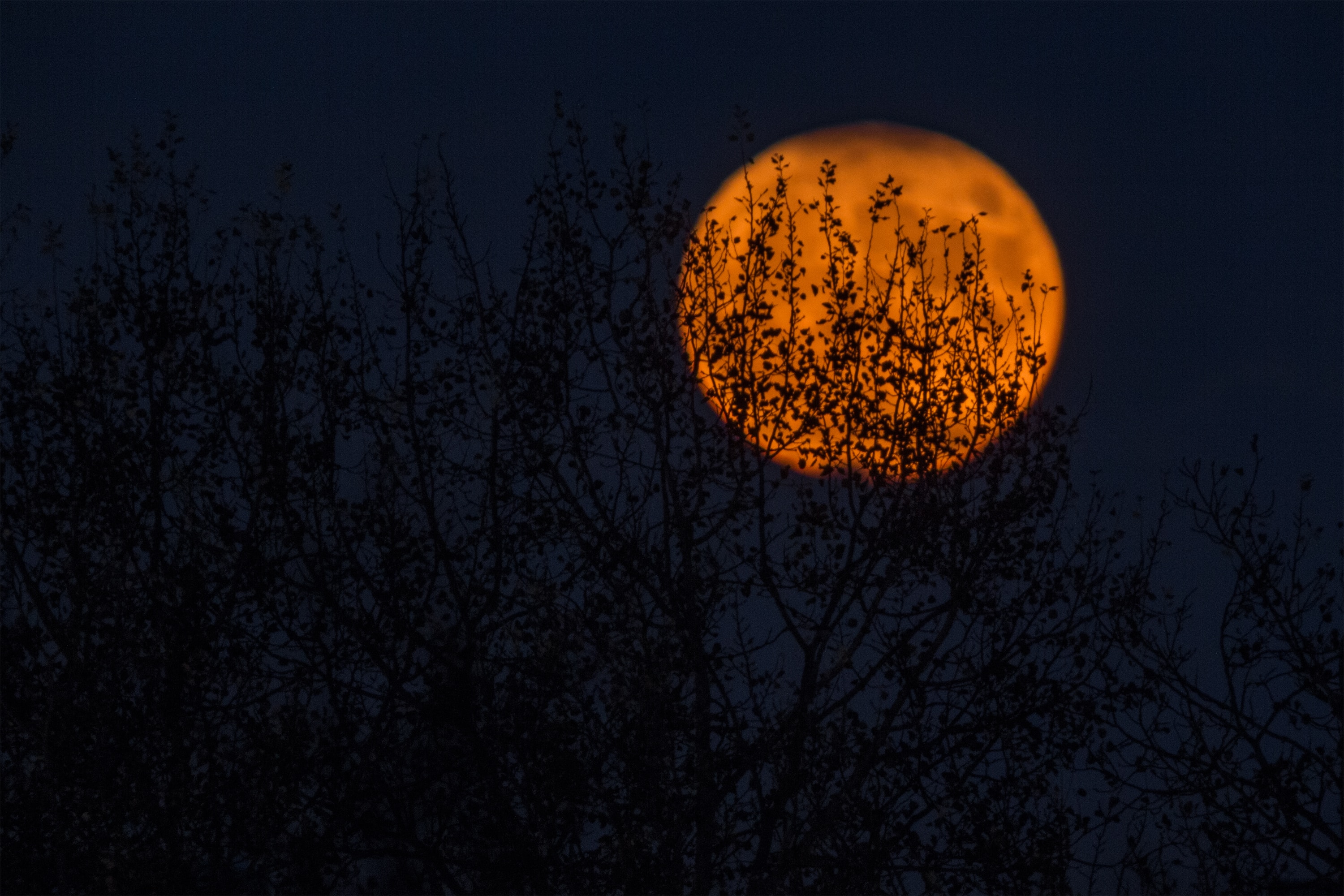 A Full Red Moon Behind Tree Branches