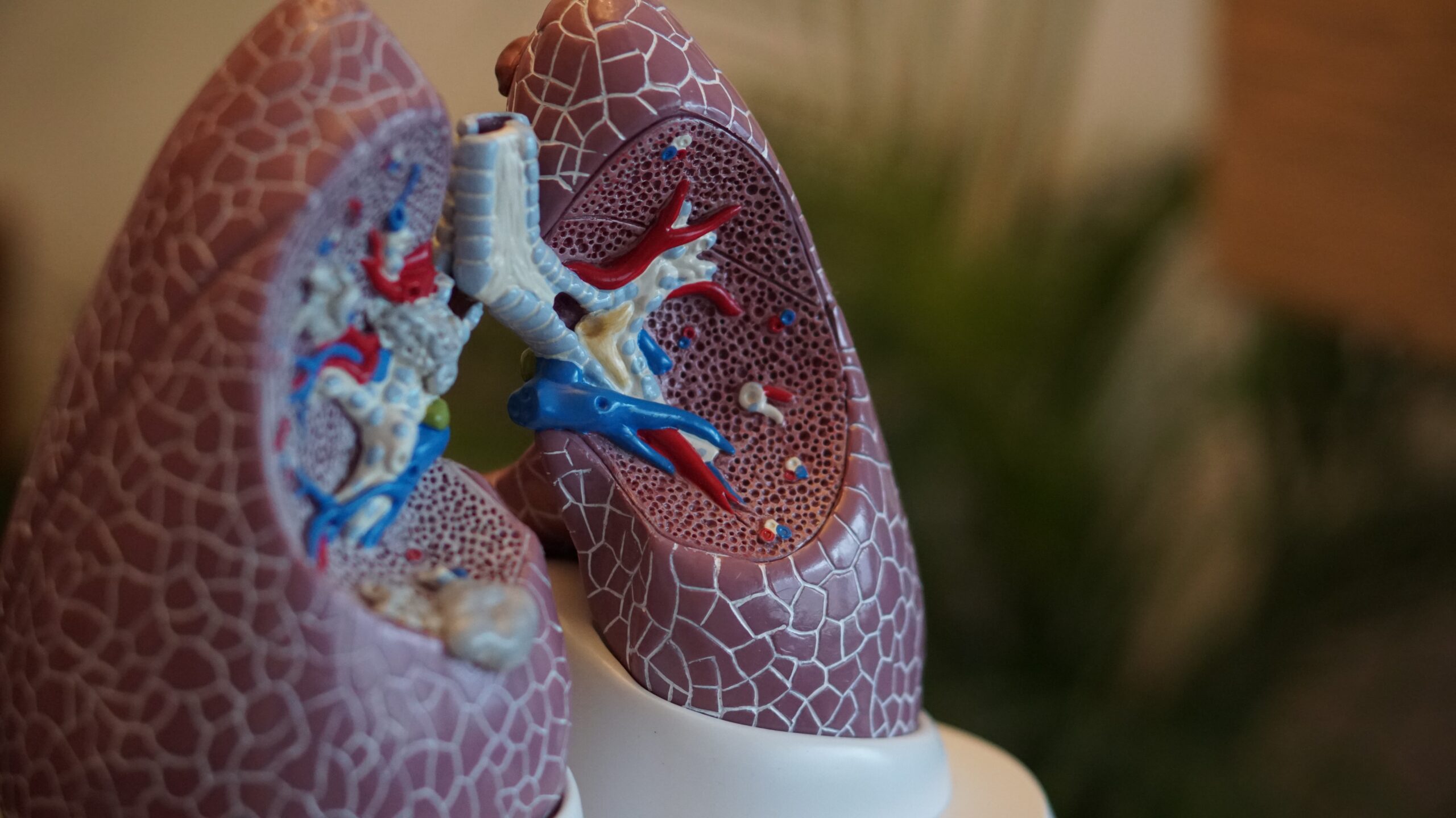 Image Of A Model Of Human Lungs
